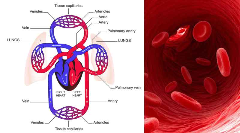 Blood circulatory system